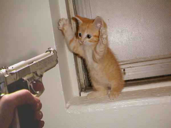 CatBurglar.jpg (18.0 KB)